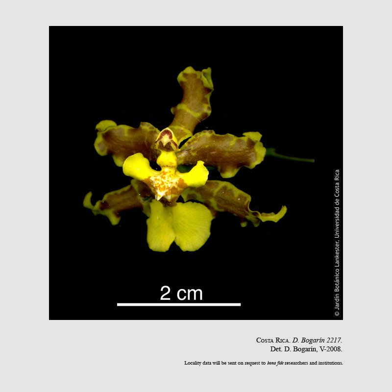 Oncidium stenotis