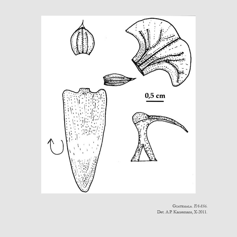 Ornithocephalus archilarum