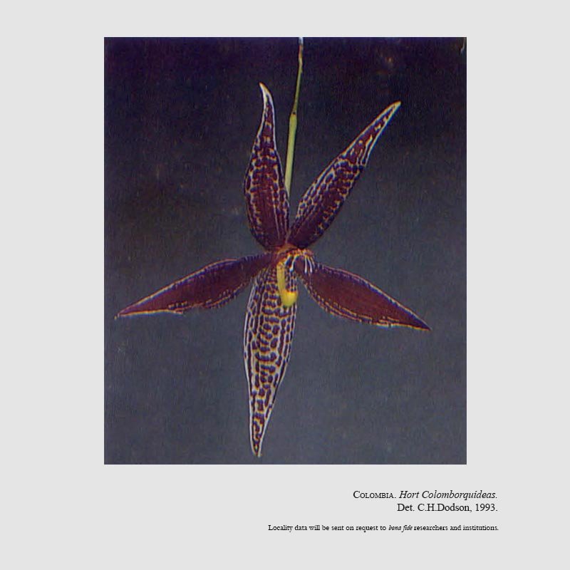 Paphinia posadarum