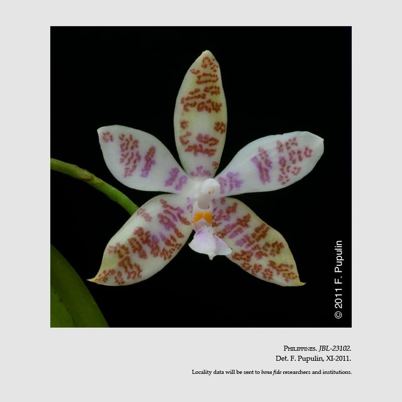 Phalaenopsis hieroglyphica