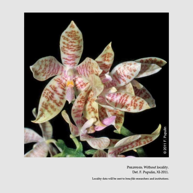 Phalaenopsis hieroglyphica