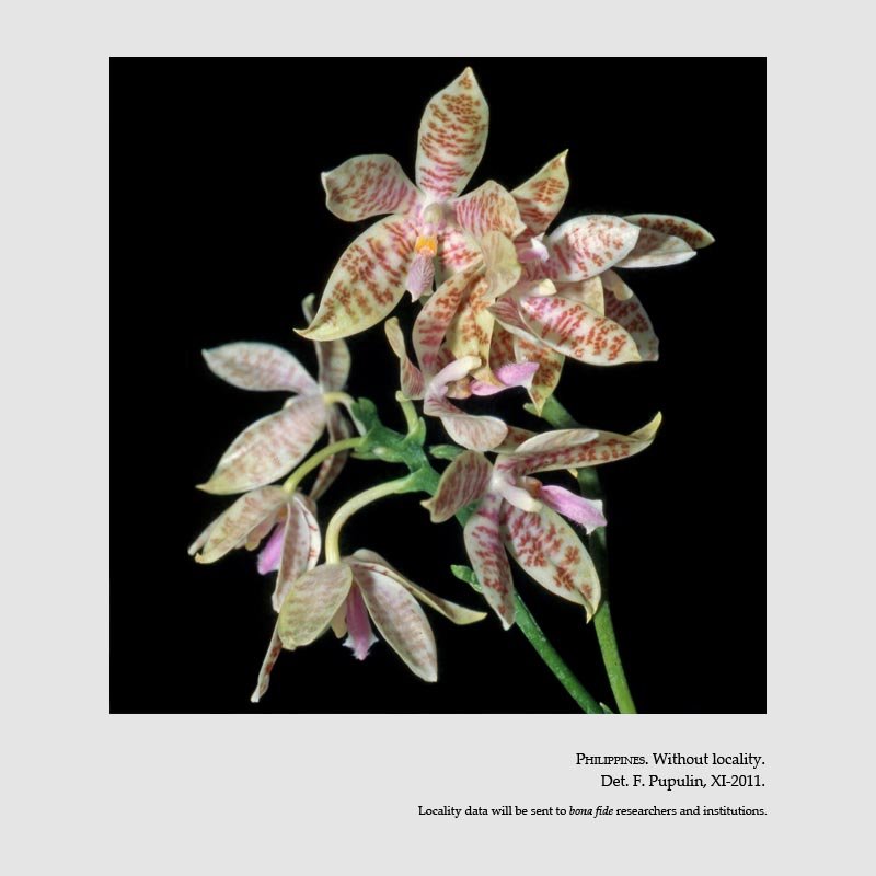 Phalaenopsis hieroglyphica