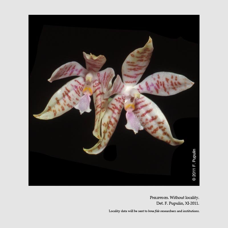 Phalaenopsis hieroglyphica