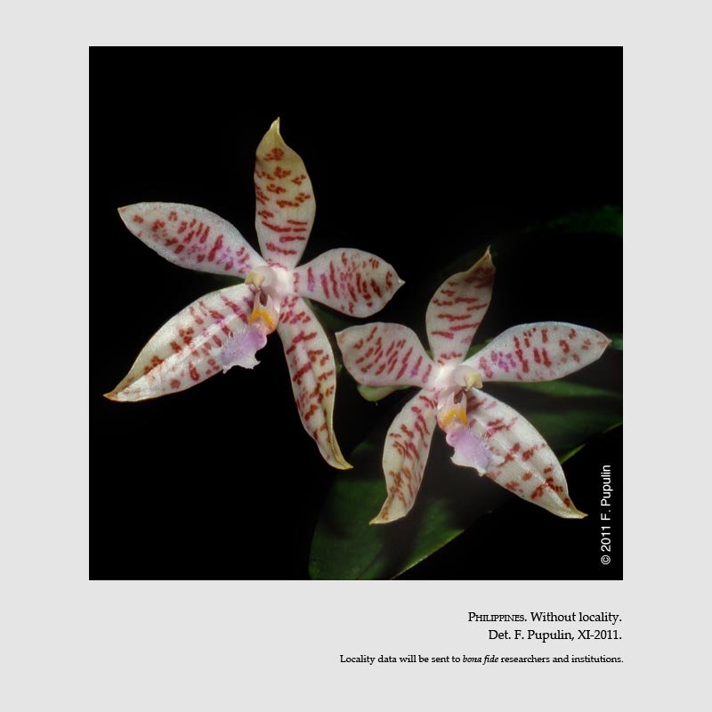 Phalaenopsis hieroglyphica