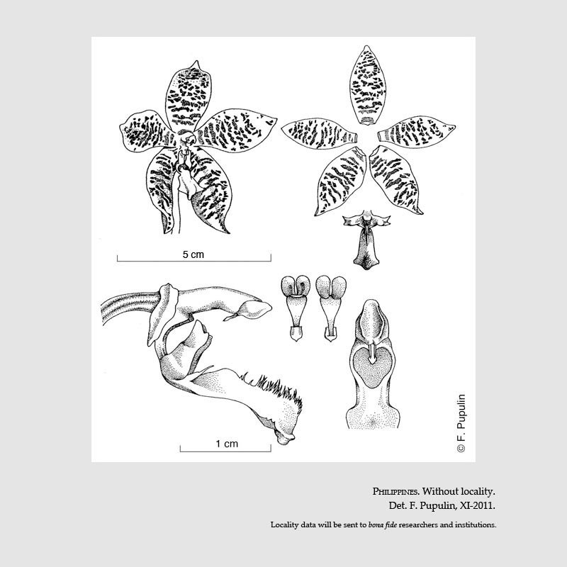 Phalaenopsis hieroglyphica