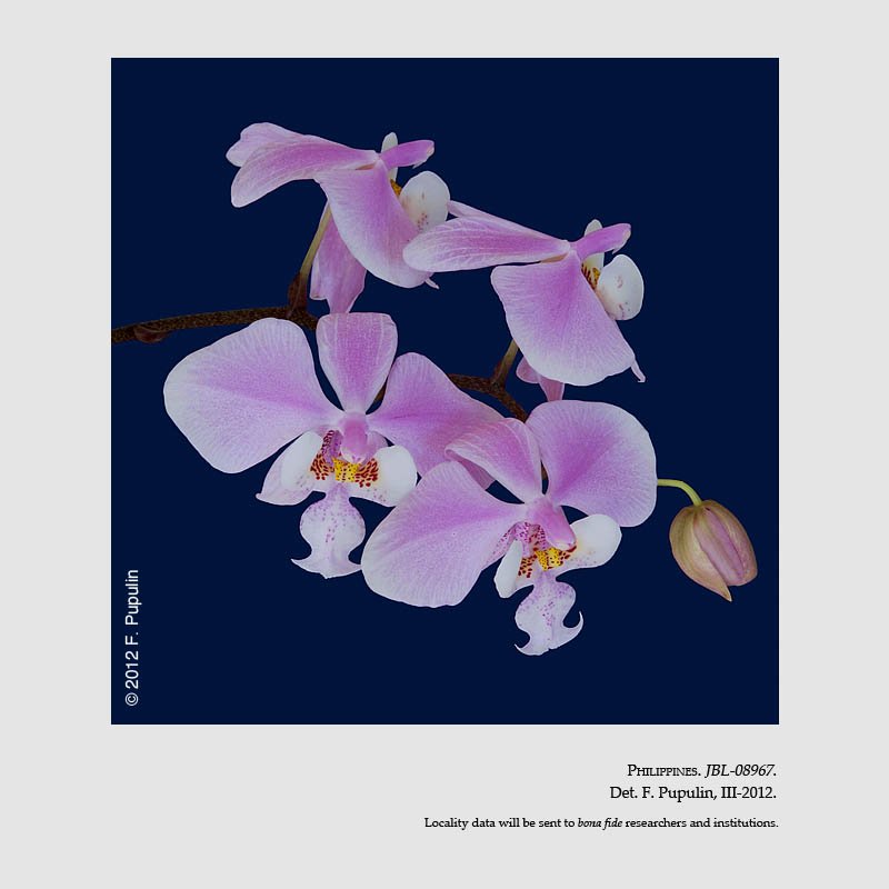 Phalaenopsis schilleriana