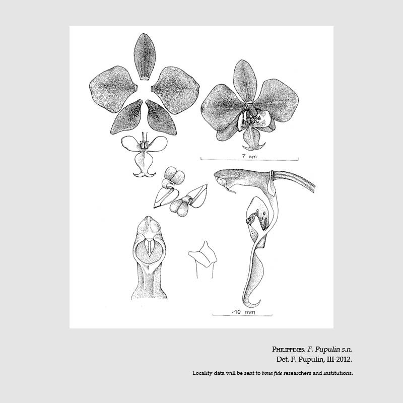 Phalaenopsis schilleriana