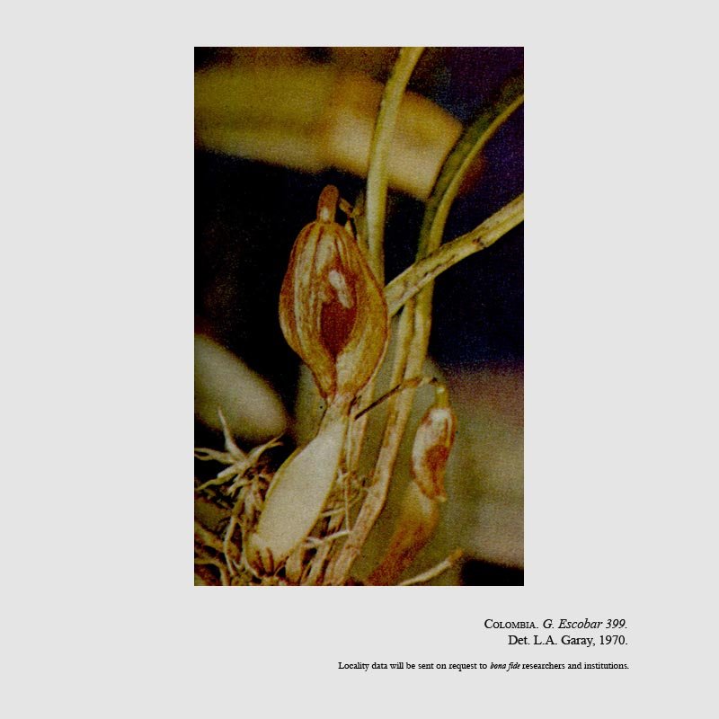 Cryptophoranthus auriculatus