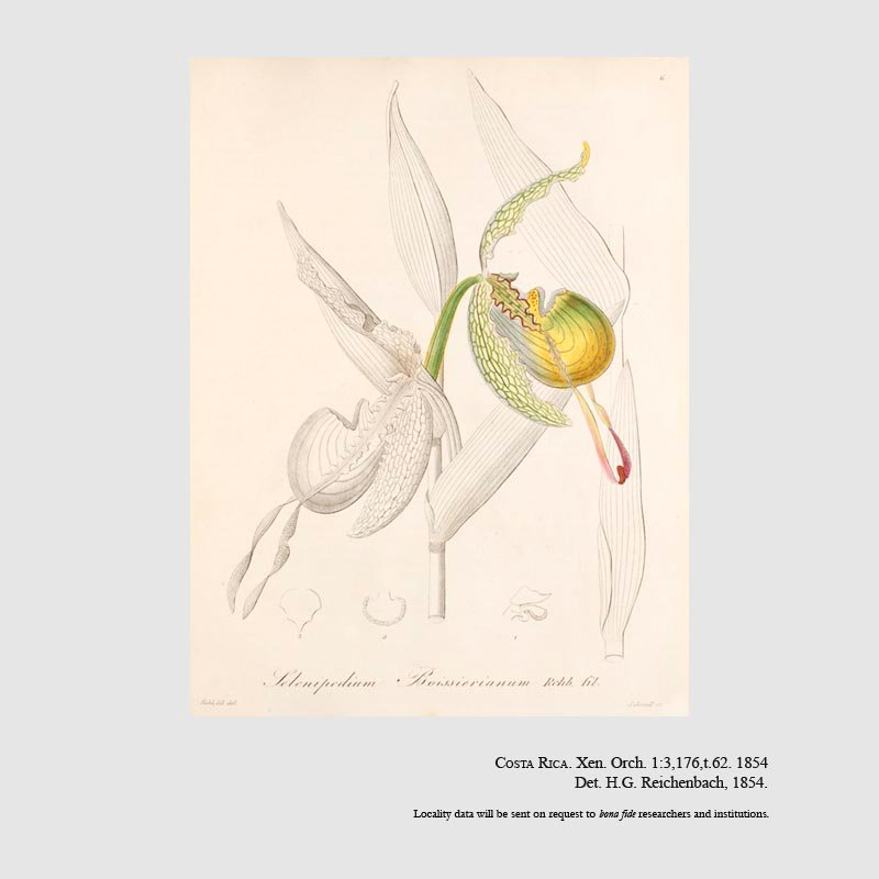 Phragmipedium boissierianum