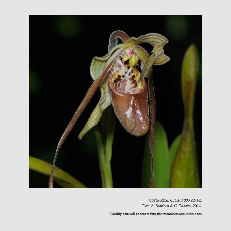 Phragmipedium guianense