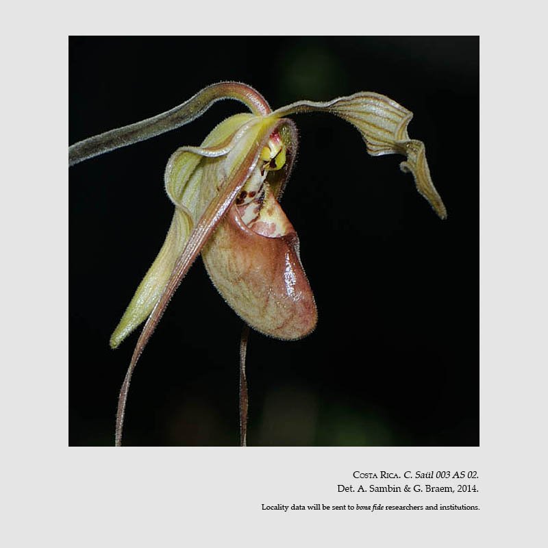 Phragmipedium guianense