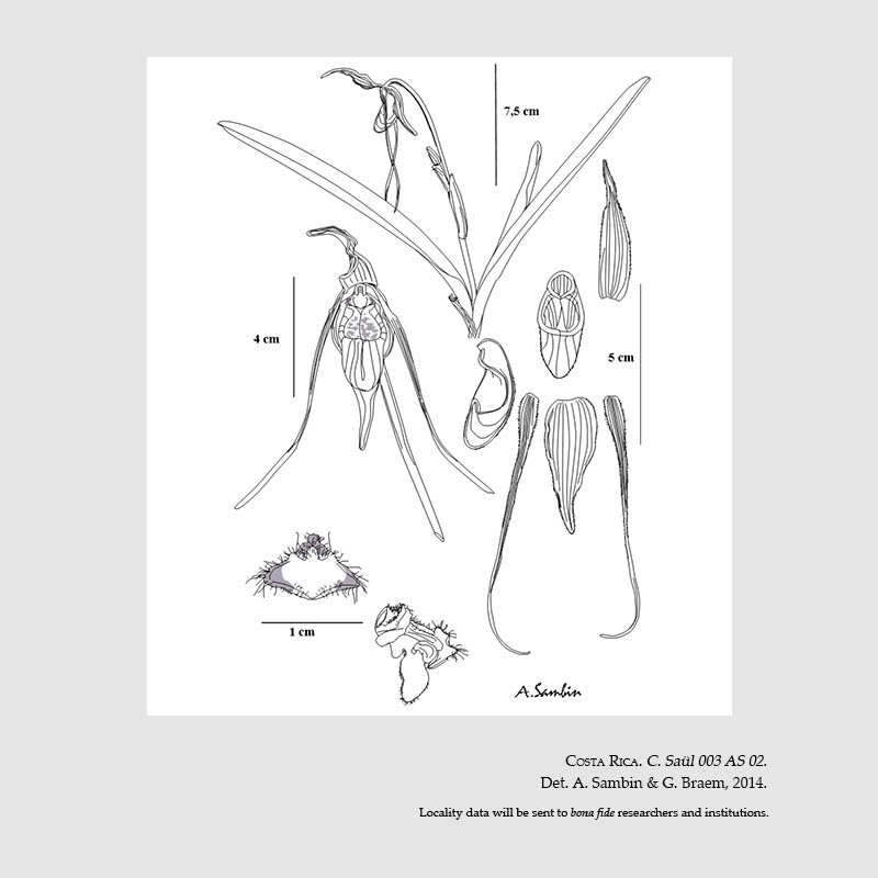 Phragmipedium guianense