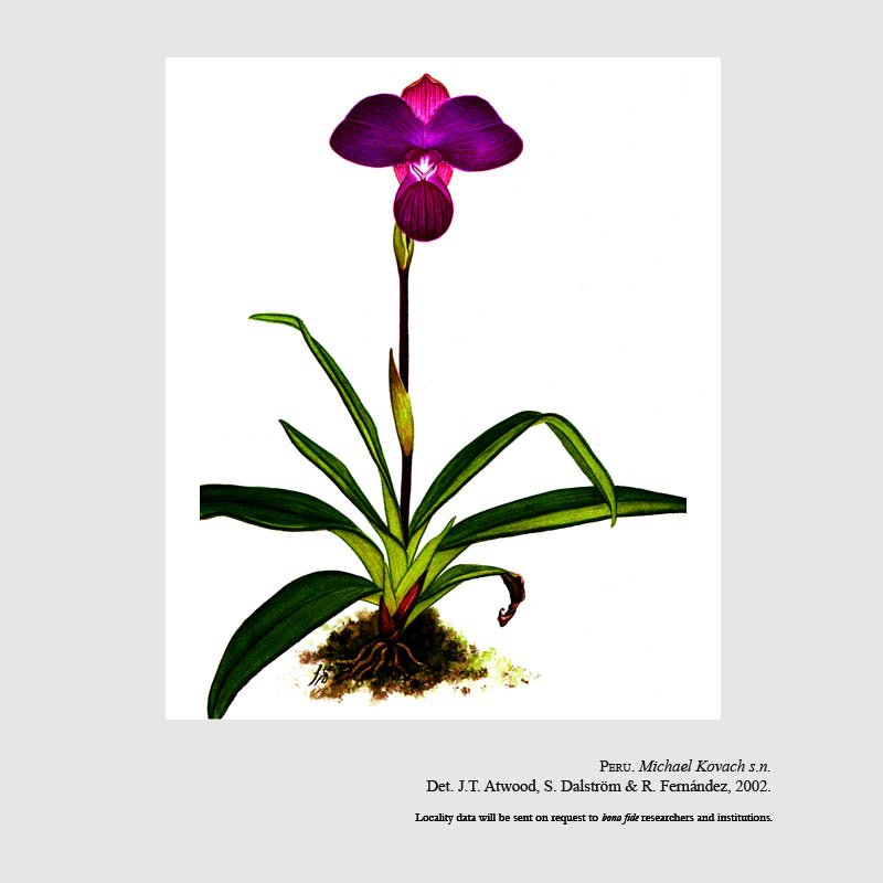 Phragmipedium kovachii