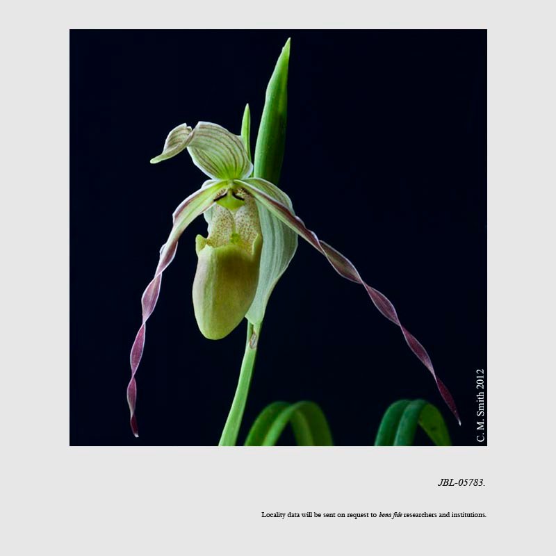 Phragmipedium longifolium