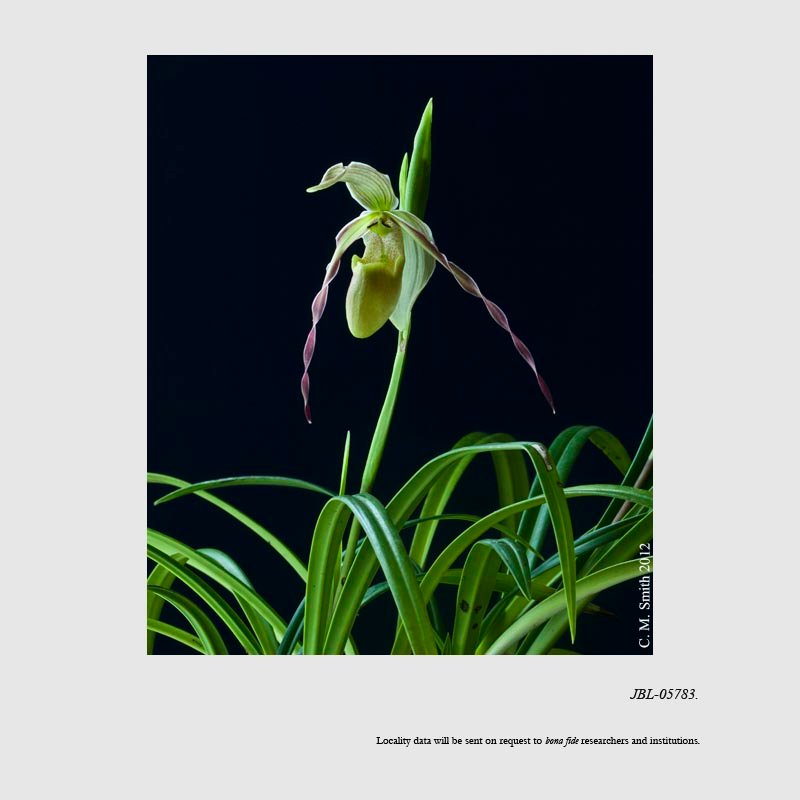 Phragmipedium longifolium