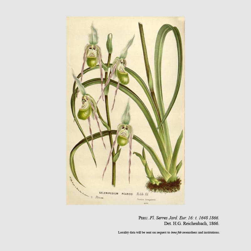 Phragmipedium pearcei