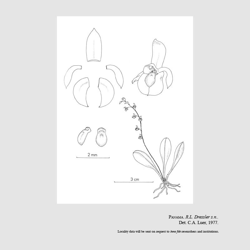 Platystele calymma