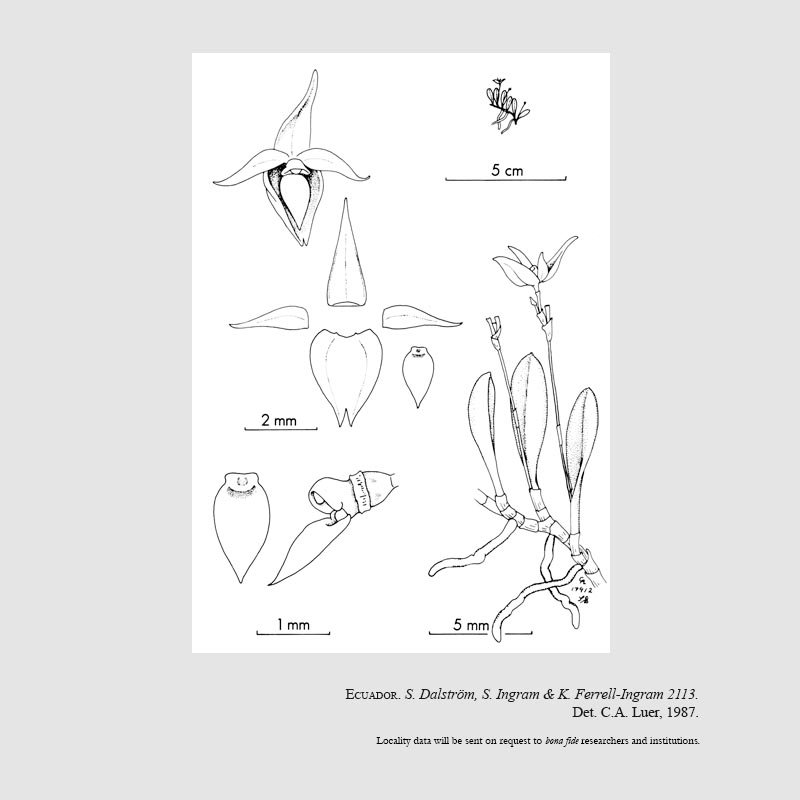 Platystele ingramii
