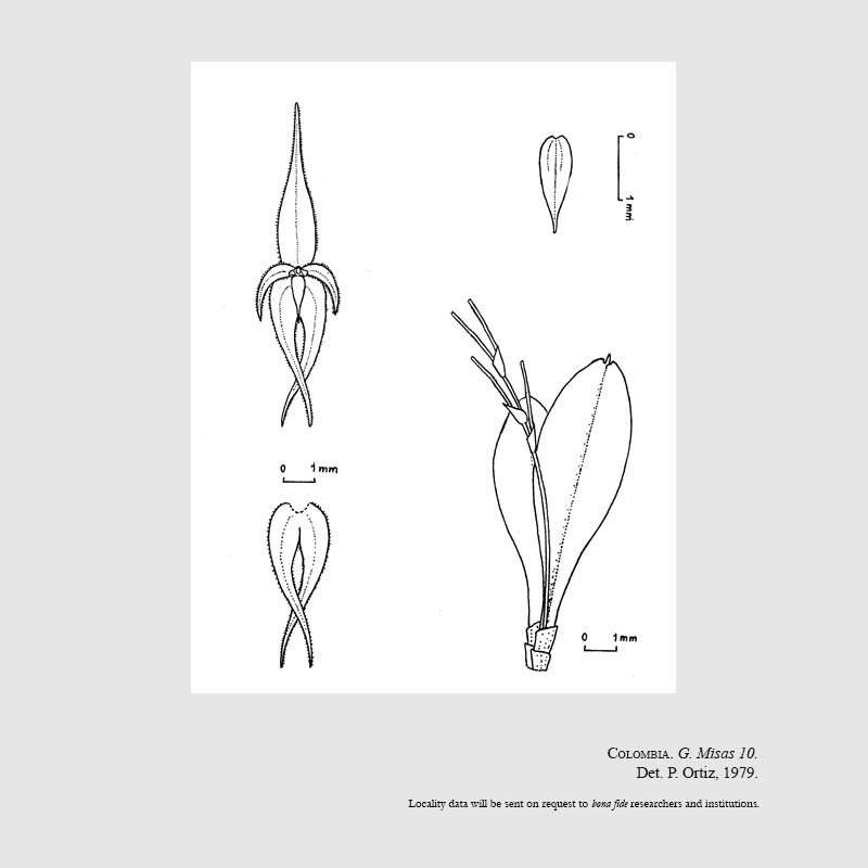 Platystele orchestris