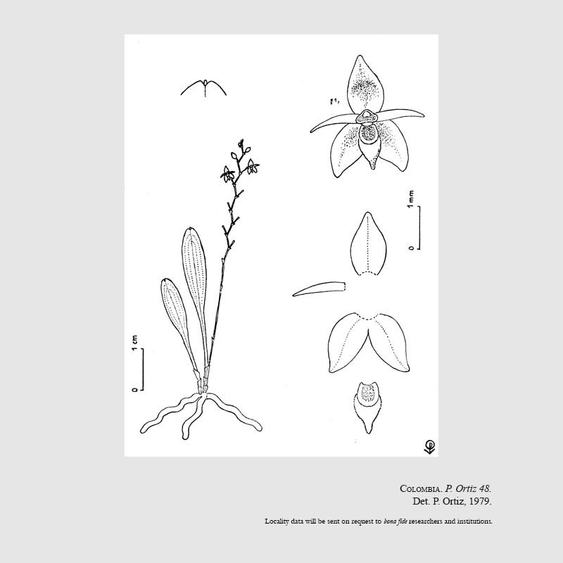 Platystele schneideri