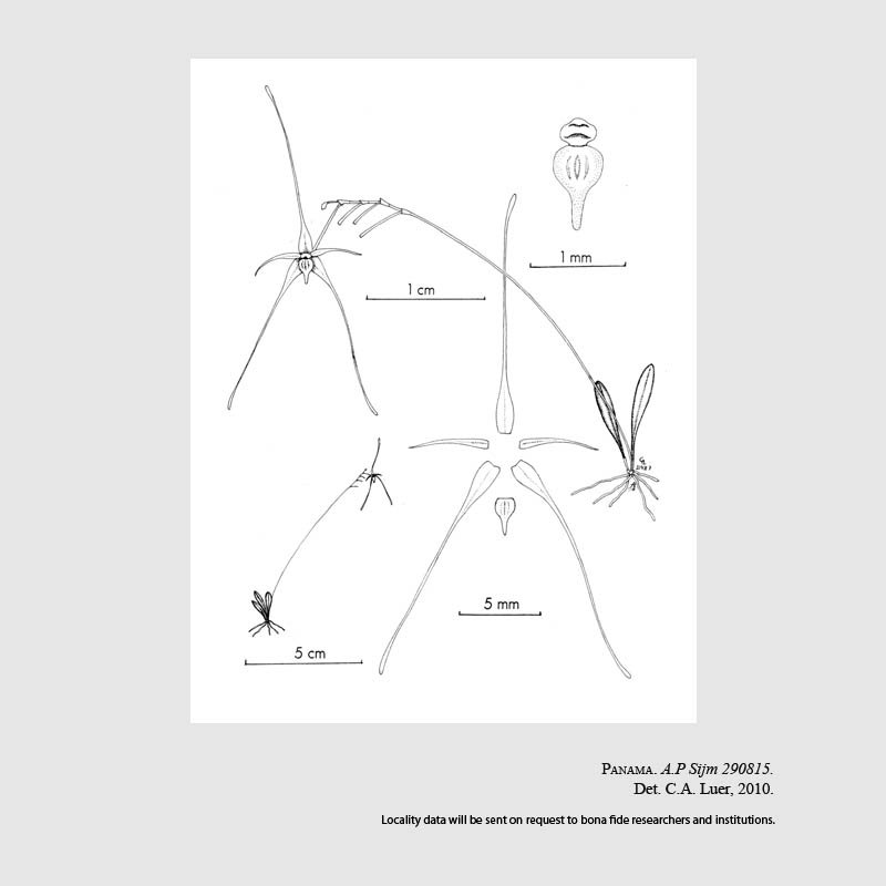 Platystele speckmaieri