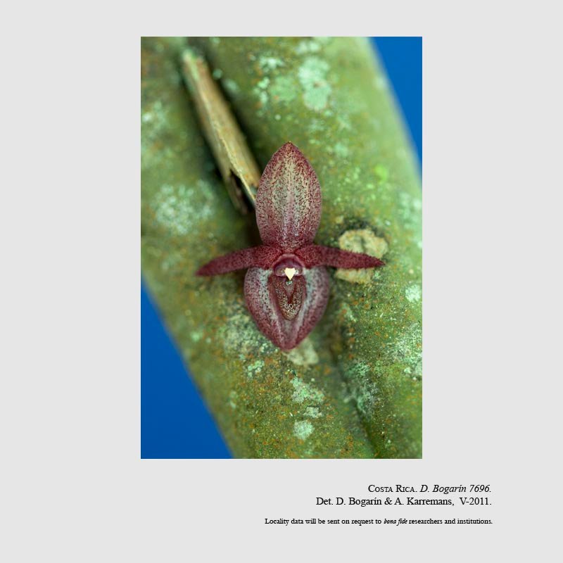 Pleurothallis adventurae