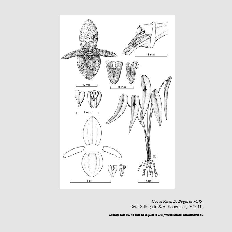 Pleurothallis adventurae