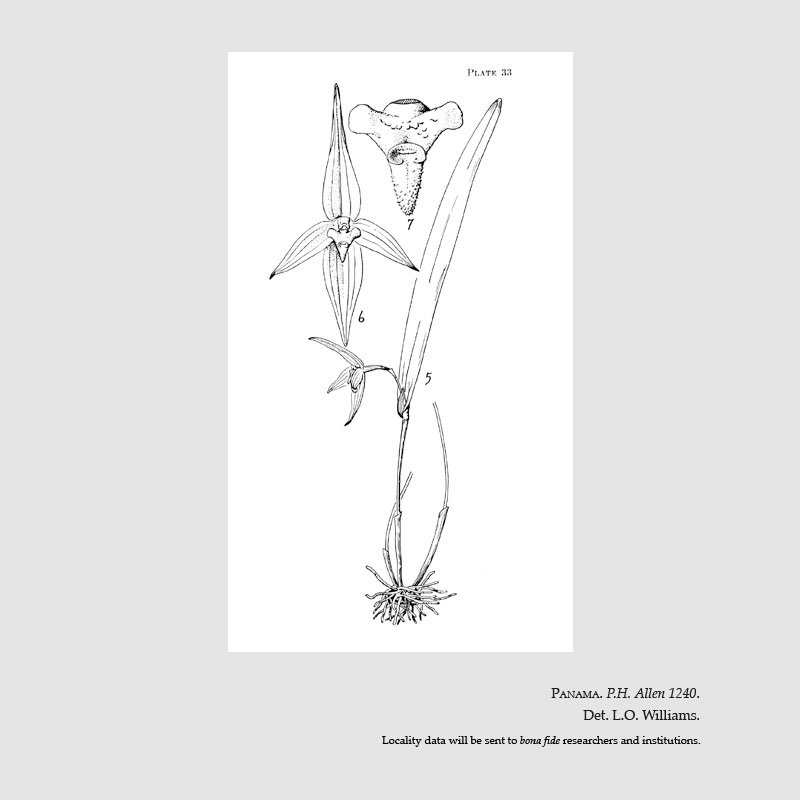 Pleurothallis allenii