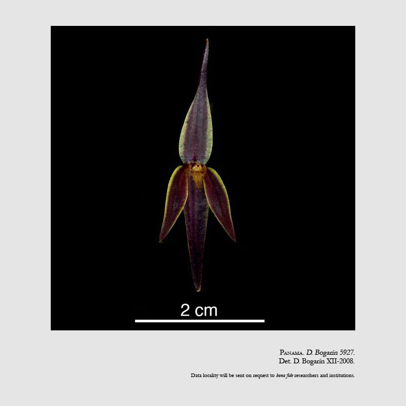 Pleurothallis allenii