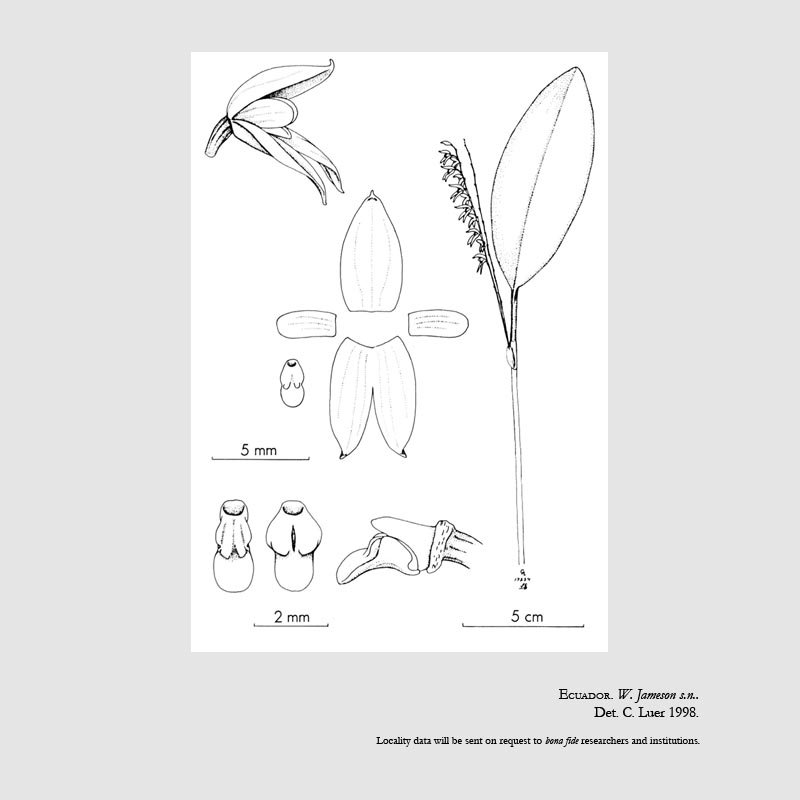 Pleurothallis apposita