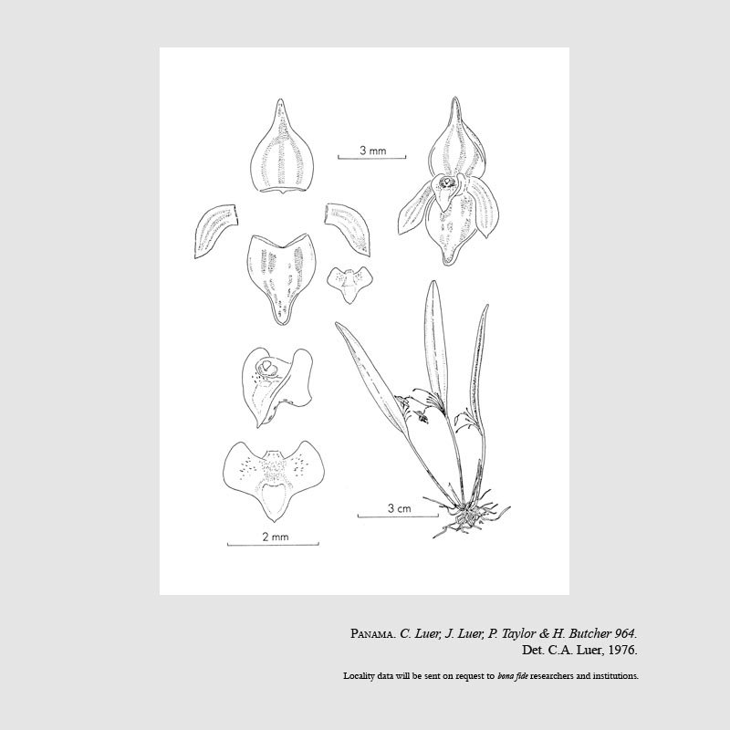 Pleurothallis archicolonae