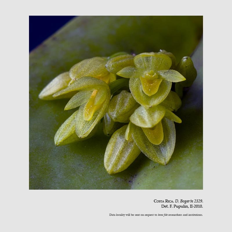 Pleurothallis bothros