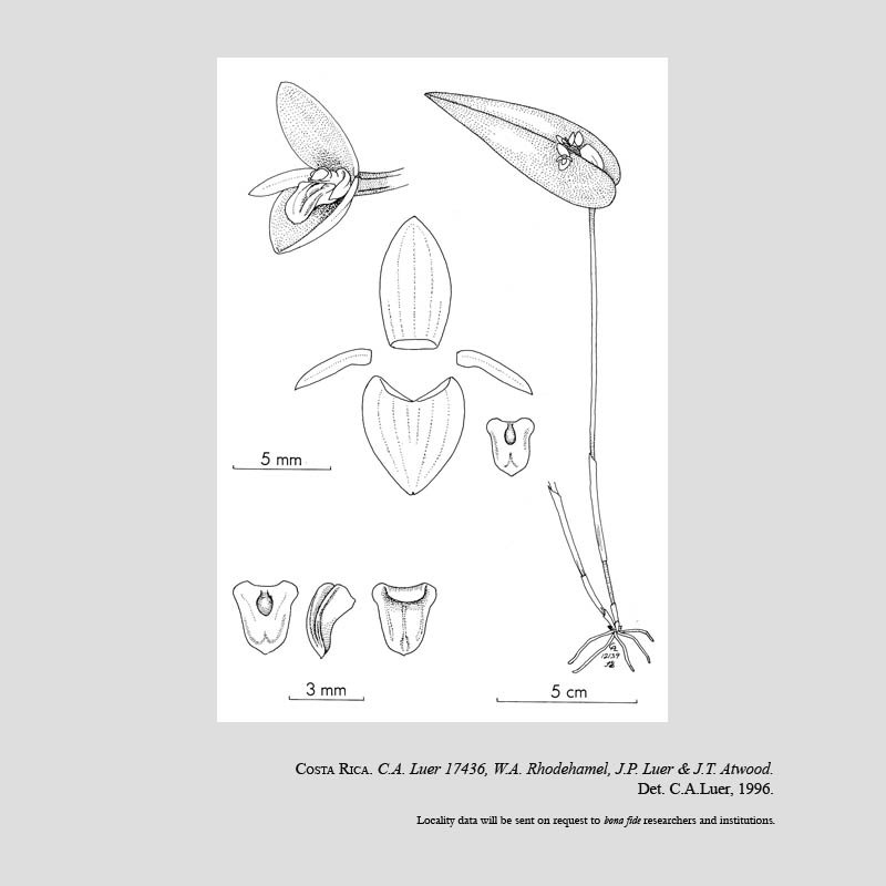 Pleurothallis bothros