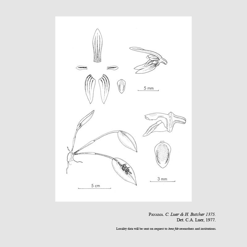 Acianthera citrophila