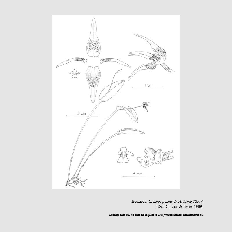 Pleurothallis condorensis