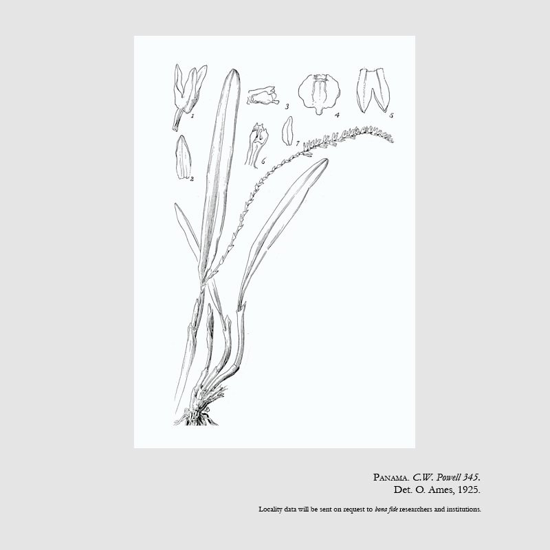 Physosiphon minutiflorus
