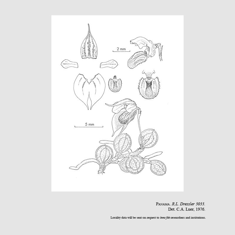 Specklinia dressleri