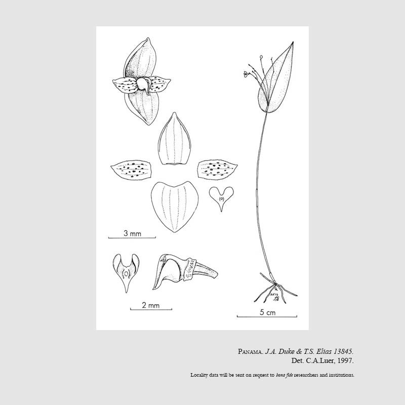 Pleurothallis dukei