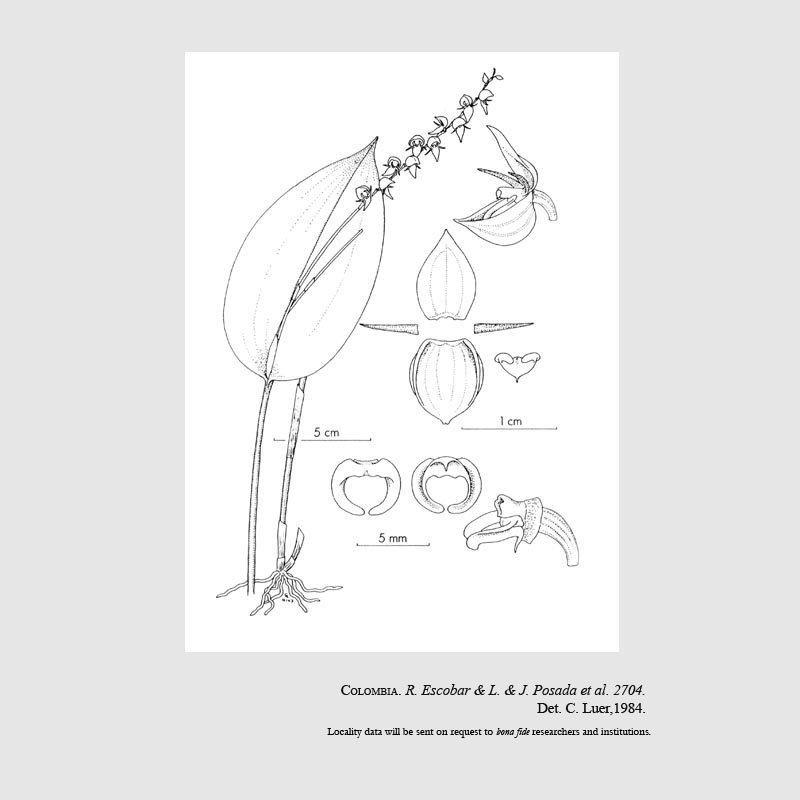 Pleurothallis hippocrepica