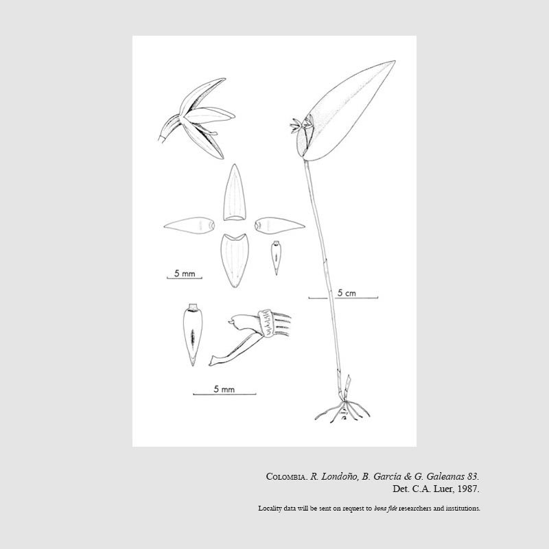 Pleurothallis londonoi