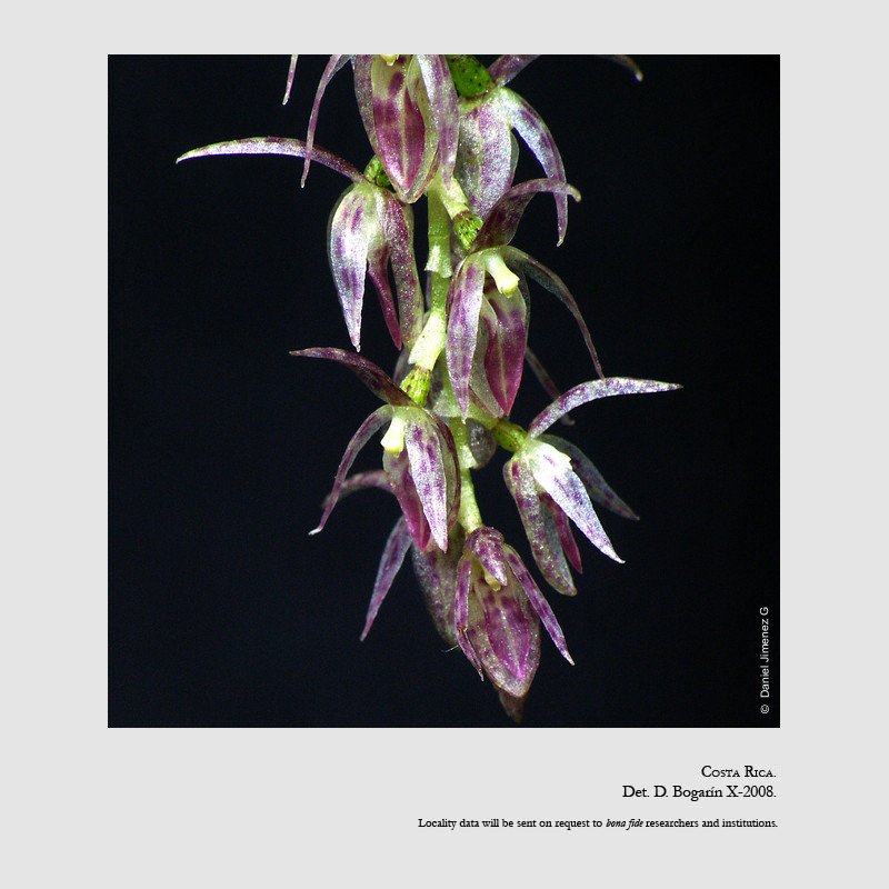 Pleurothallis loranthophylla