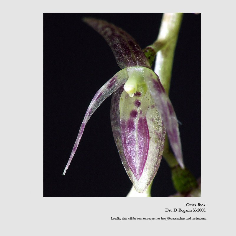 Pleurothallis loranthophylla