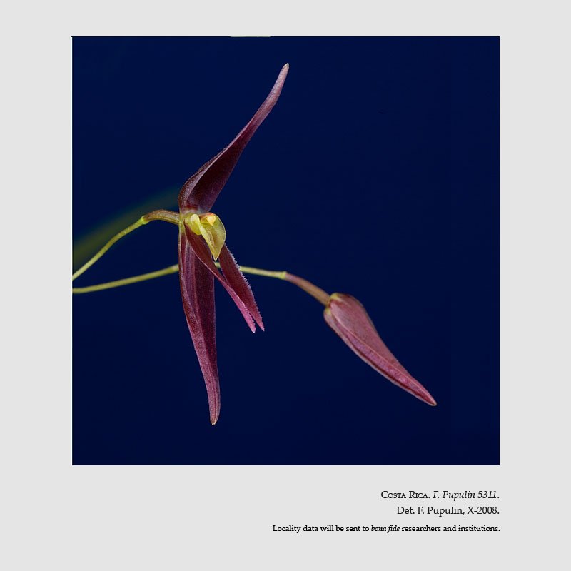 Pleurothallis luctuosa