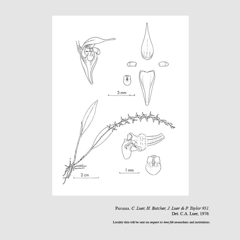 Pleurothallis mammillata