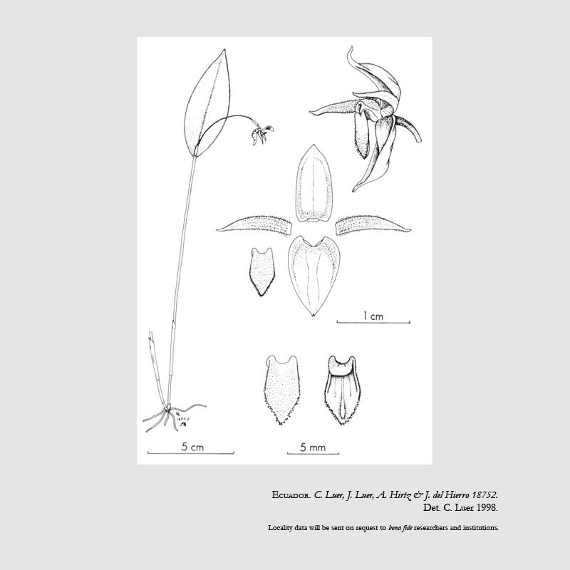 Pleurothallis pseudopogon