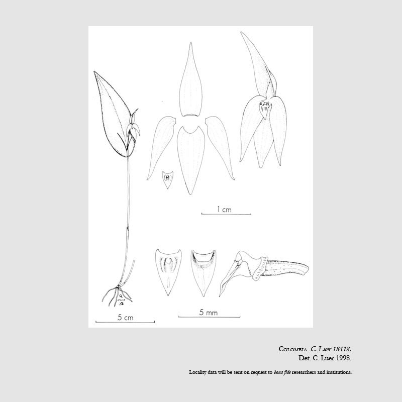 Pleurothallis quaternaria