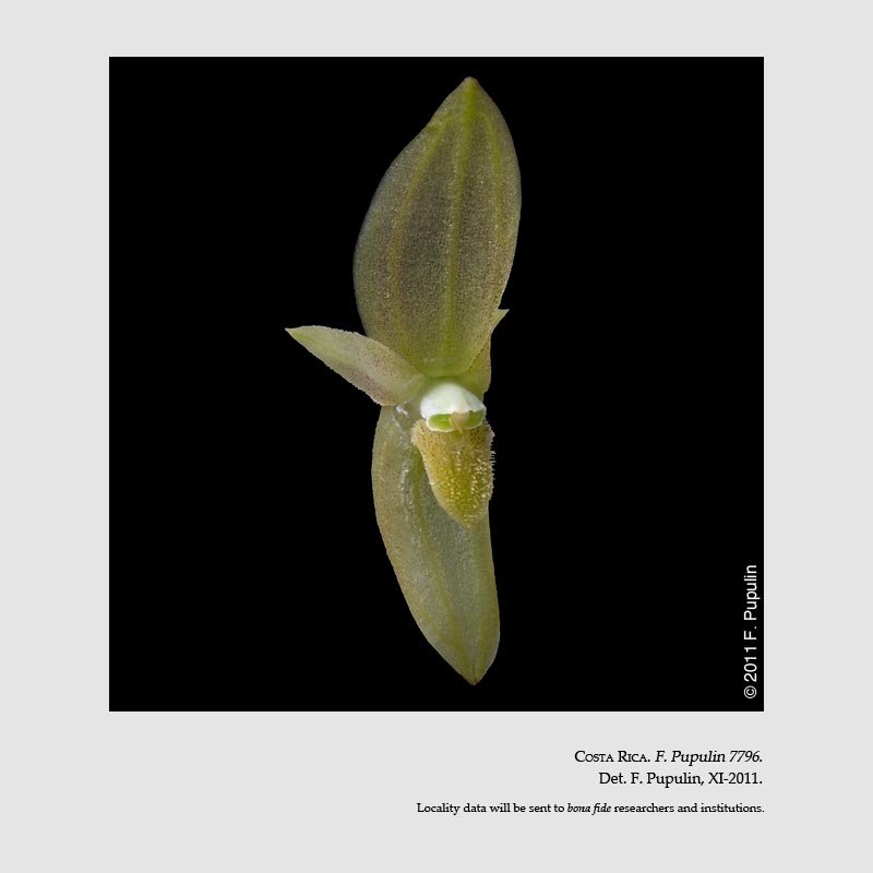 Pleurothallis radula