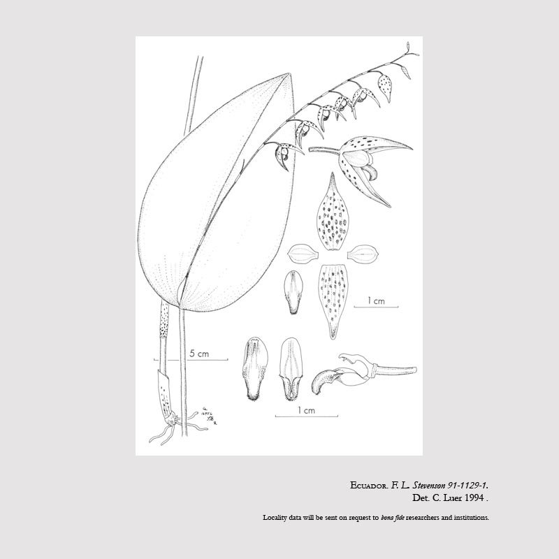 Pleurothallis superbiens