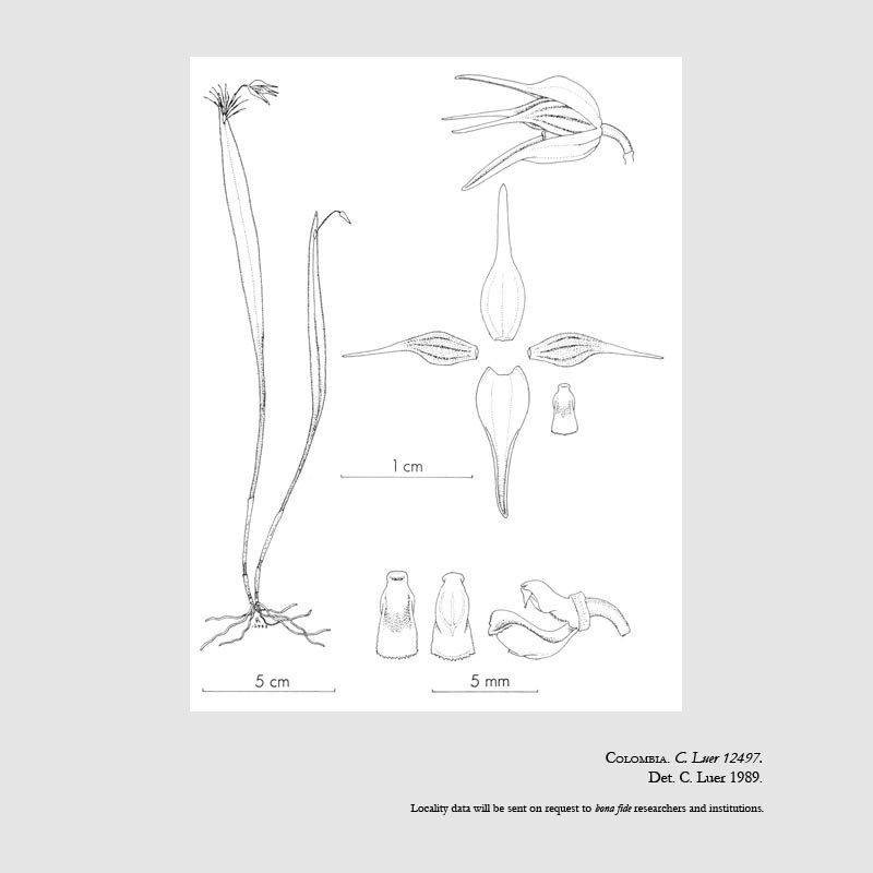 Pleurothallis tetroxys