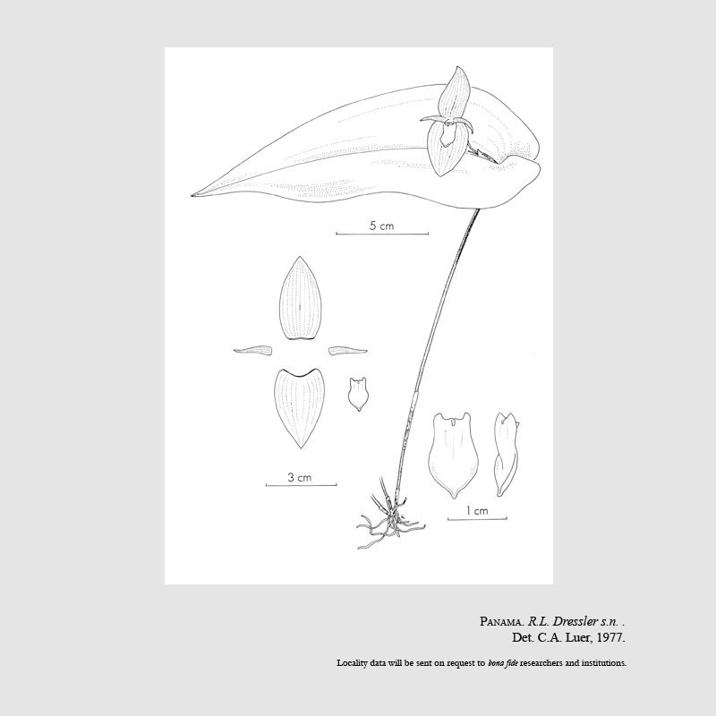 Pleurothallis titan